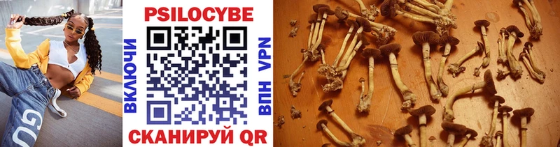 Купить где  Вязники  Галлюциногенные грибы GOLDEN TEACHER 